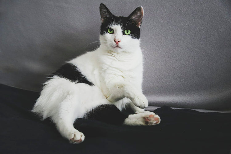Short-fur white and black cat