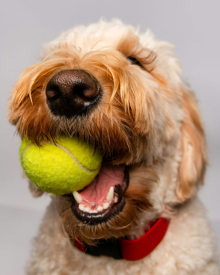 Dog playing with a tennis ball outdoors
