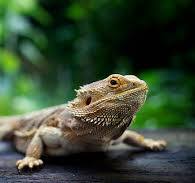 Brown bearded dragon on a tree branch