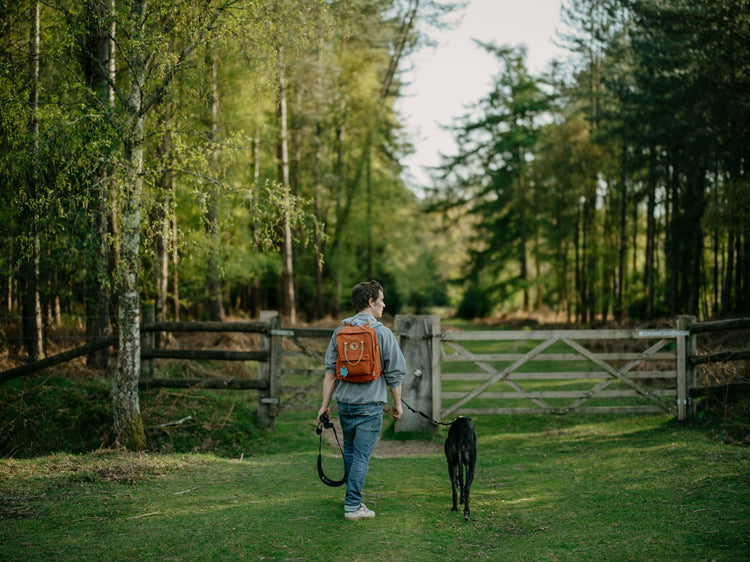 Person walking a dog on a leash outdoors