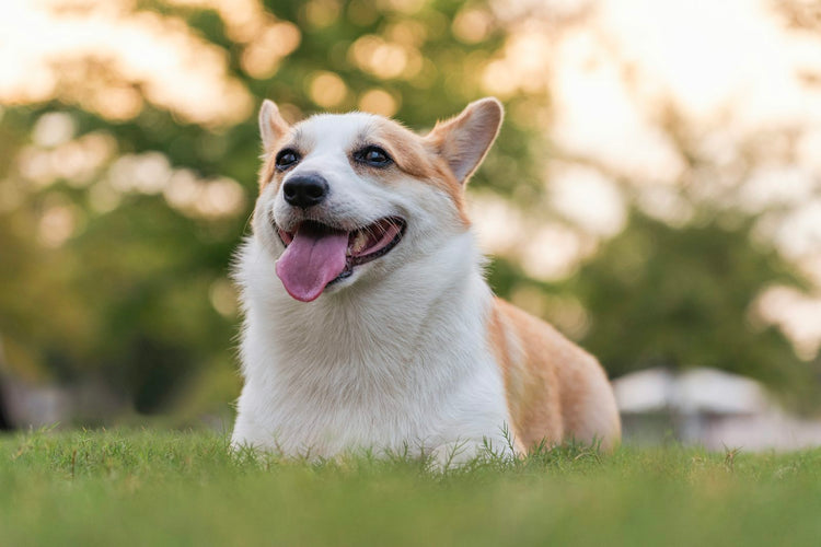 Happy corgi dog outdoors on green grass